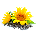 Concentrated sunflower protein